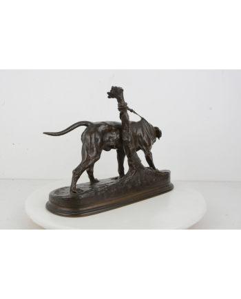 Chien limier à l'attache