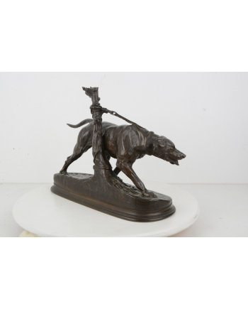 Chien limier à l'attache