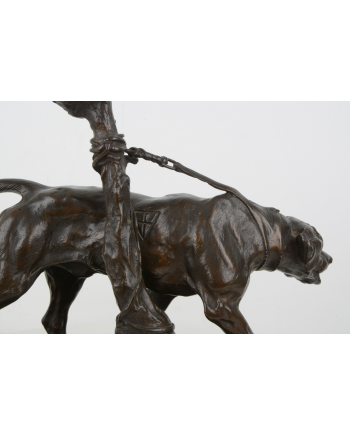 Chien limier à l'attache