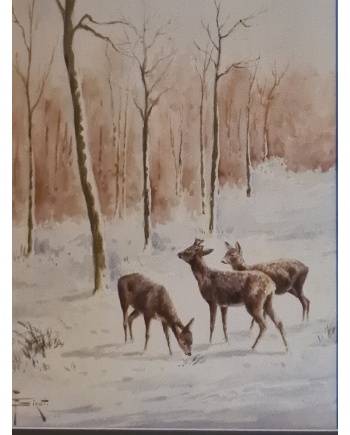 Chevreuils dans la neige - F. Girot